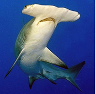 Sphyrna zygaena_05.jpg
